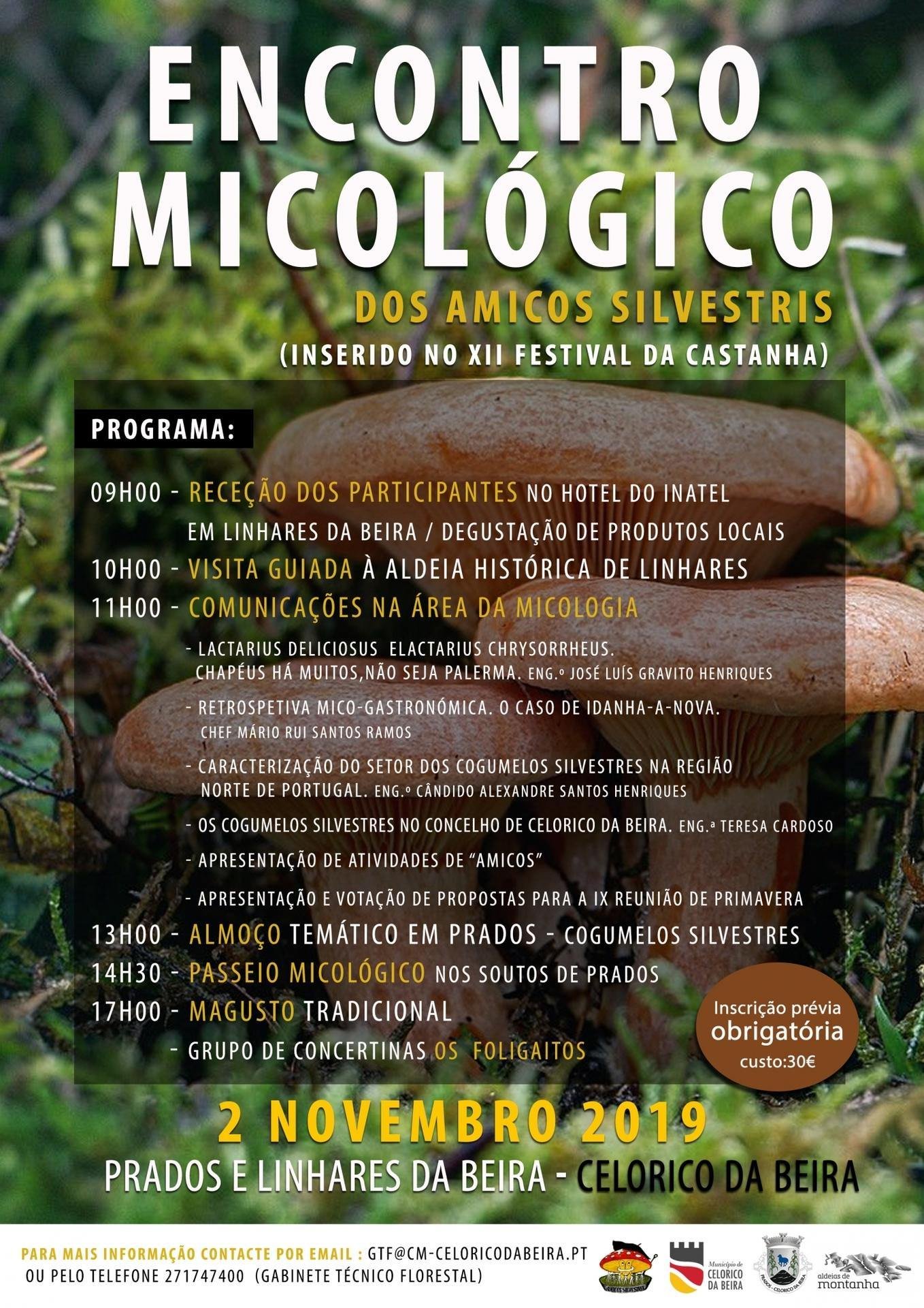 COGUMELOS_final-3