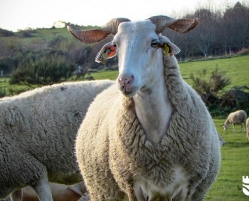 83239595 2769107636490754 6940973149575970816 o