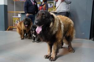 Feira do queijo 2022 022