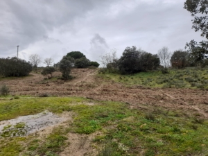 Azinheira (2)