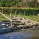 Ribeira De Linhares (3)