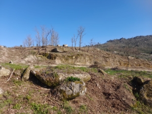 Trabalhos De Limpeza (13)
