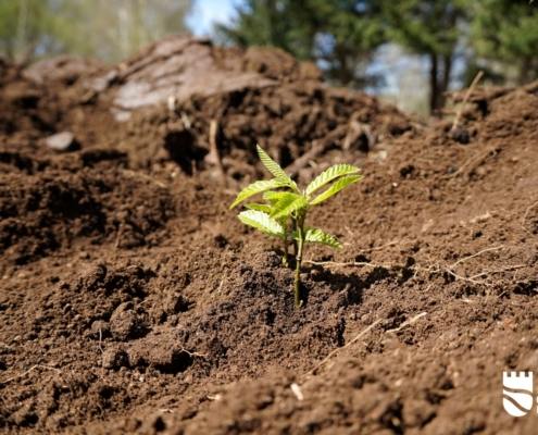 Reflorestação 2025 (37)