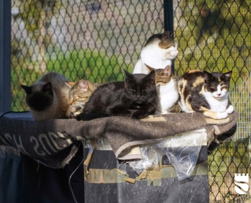 Dia Mundial Animal (13)