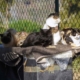 Dia Mundial Animal (13)
