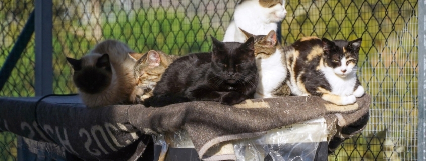 Dia Mundial Animal (13)