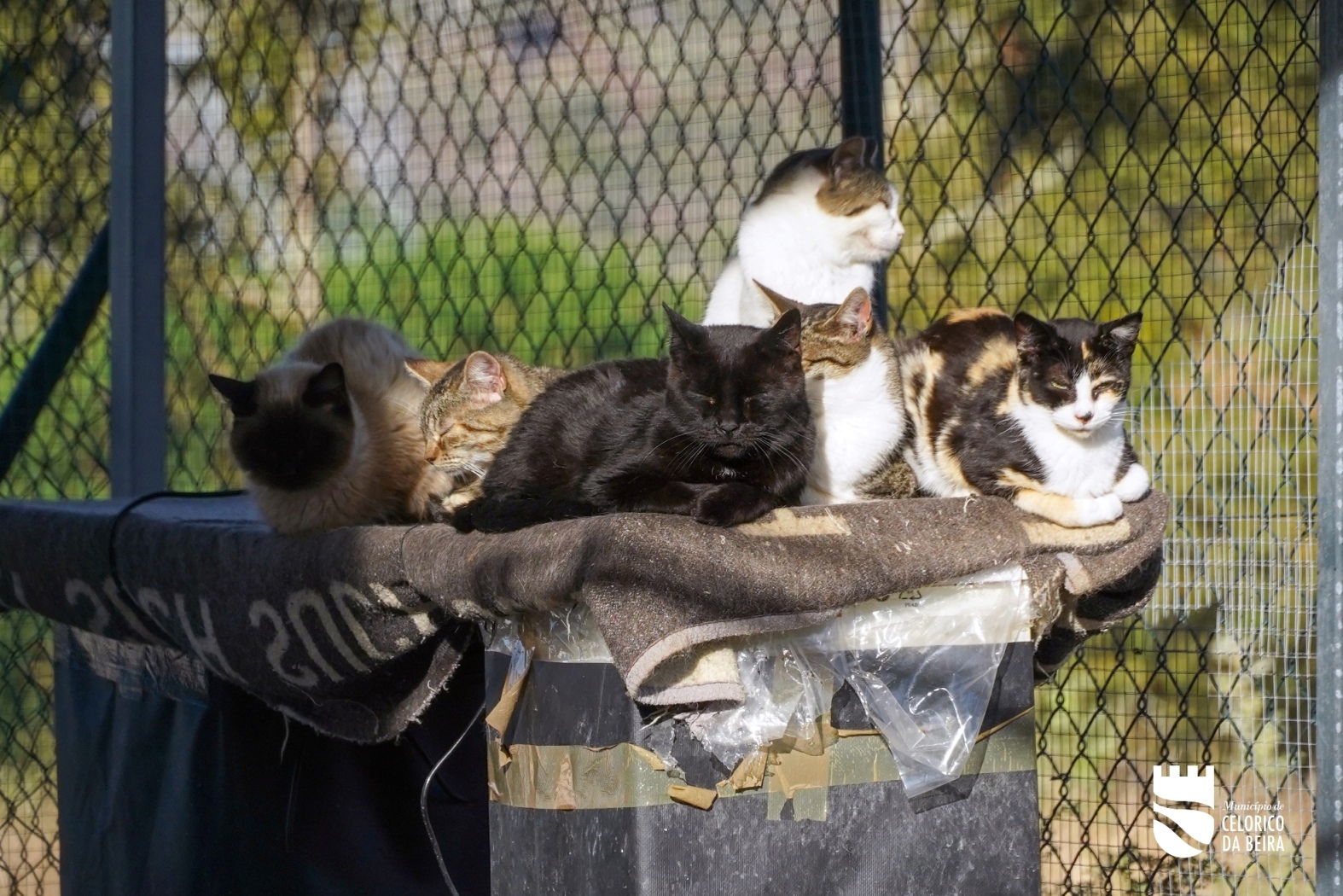 Dia Mundial Animal (13)