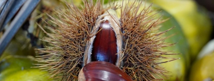 Castanha Prados (45)