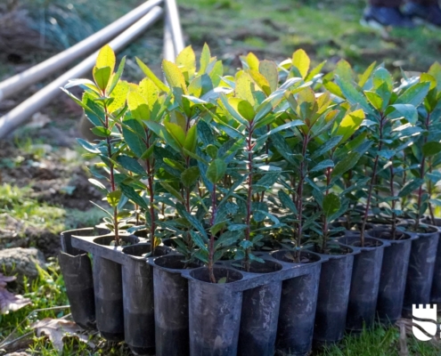 Plantação De Medronheiros (2)