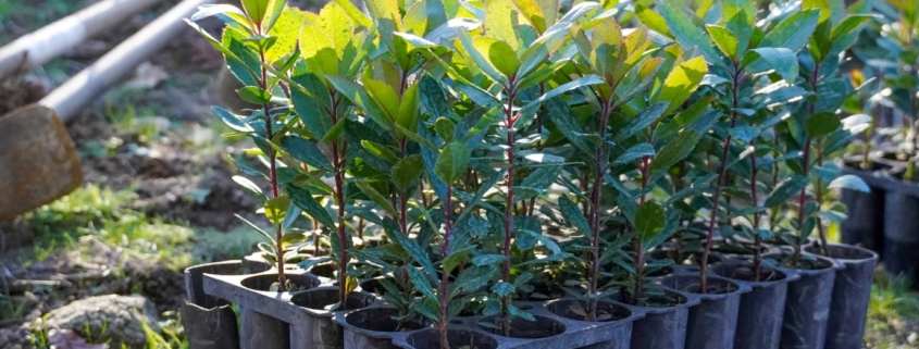 Plantação De Medronheiros (2)