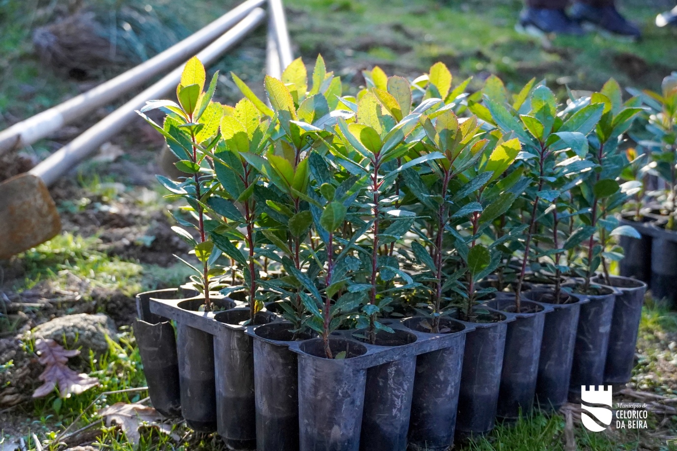 Plantação De Medronheiros (2)