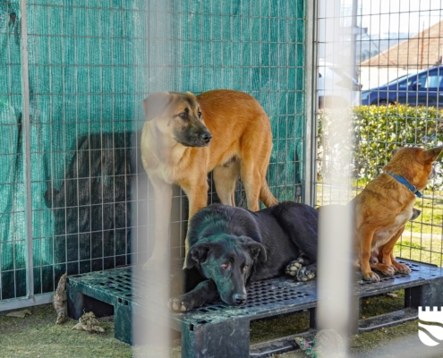 Feira Queijo 2026 (24)