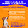 Cartaz Esterilização 2026