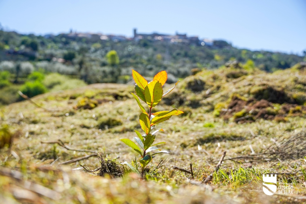 Dia Da Floresta E Da Árvore (23)