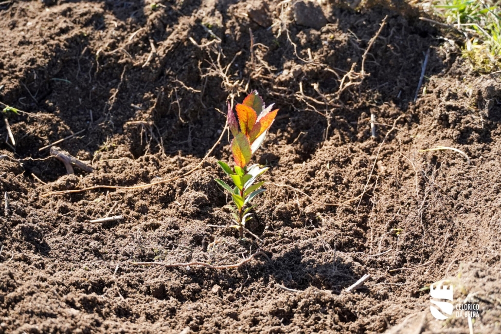 Dia Da Floresta E Da Árvore (26)