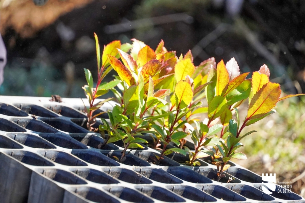 Dia Da Floresta E Da Árvore (31)