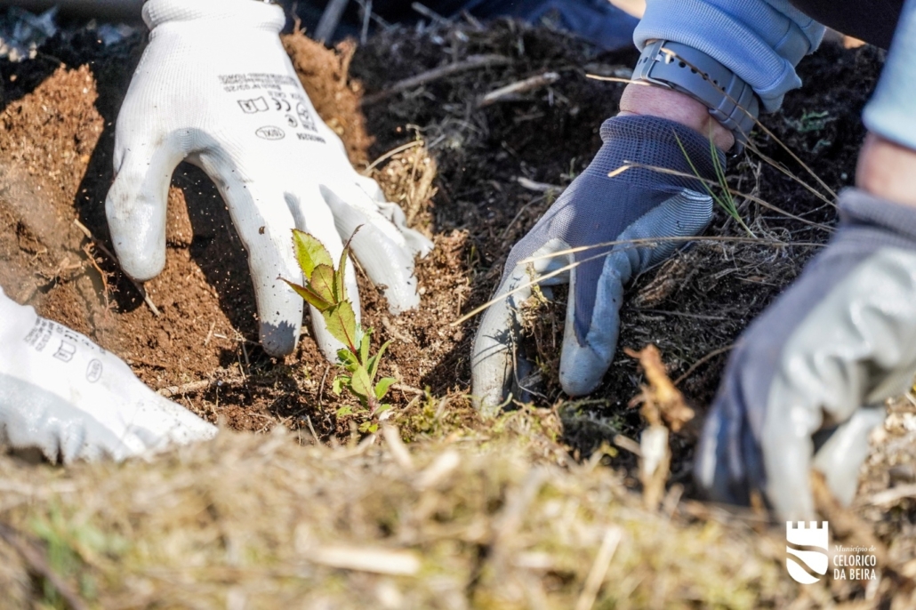 Dia Da Floresta E Da Árvore (34)