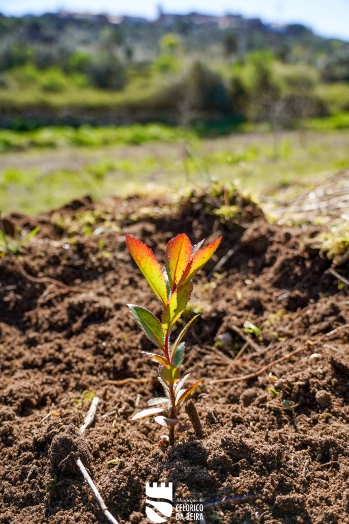 Dia Da Floresta E Da Árvore (40)