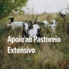 Pastoreio (2)