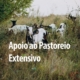 Pastoreio (2)