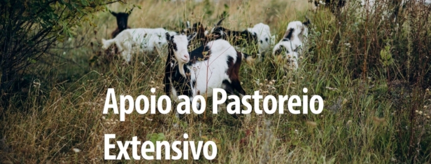 Pastoreio (2)
