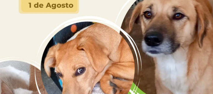 Dia Aberto Cancelado 1 Agosto