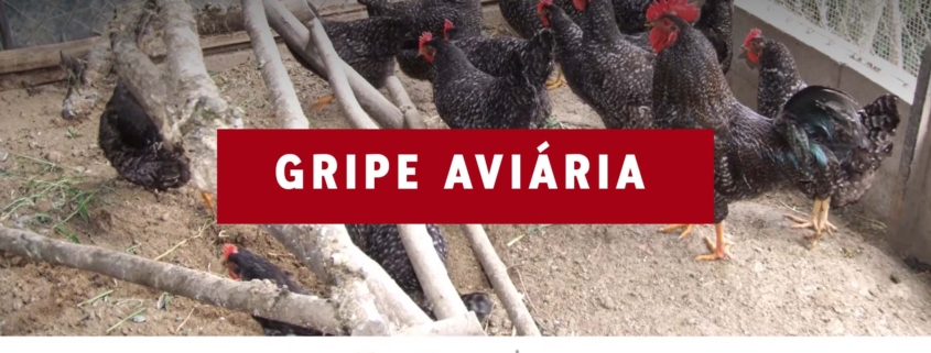 Gripe Aviaria 09 2026